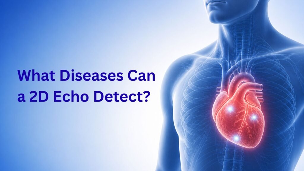 What Diseases Can a 2D Echo Detect showing heart structure and cardiac imaging inside human chest